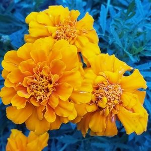 Meet your Posher, Deafen